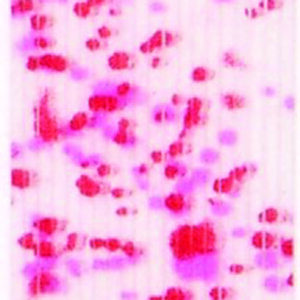 Untied Skirts-Blue Shimmer with Red Spots