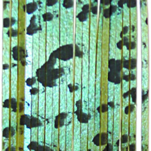 Untied Skirts-Magic Crawfish with Black Spots