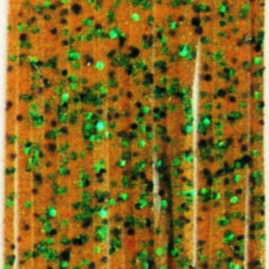 Untied Skirts-Pumpkin with Green and Black Metal Flake