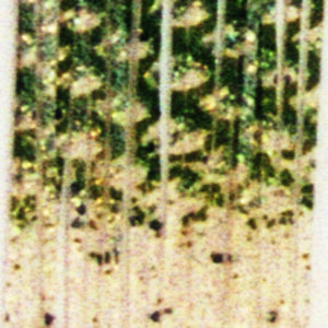 Untied Skirts-Clear & Green Watermelon