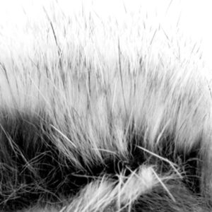 Zonkers - Strips - Grizzly