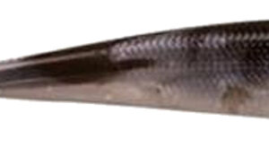 Gulp Minnow - Black Shad - Size 3"