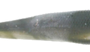 Gulp Minnow - Emerald Shiner - Size 3"