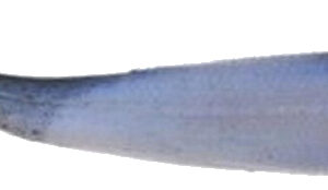 Gulp Minnow - Rainbow - Size 4"