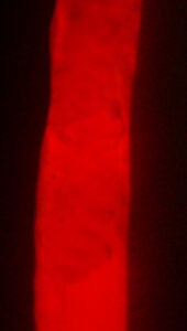 Glow Stick Attachments - Red