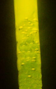 Glow Stick Attachments - Chartreuse