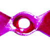 Foil Propeller Blades, Silver Foil, Pink Dye, Size 3