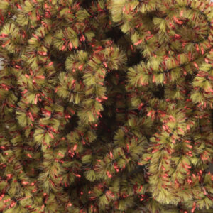 New Age Chenille - Large 2 - Red Olive