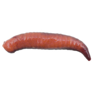 Gulp Pinched Nightcrawler - Nightcrawler - Size 2"
